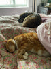 Cecil and Gunn - - Leo - Cecil and Gunn